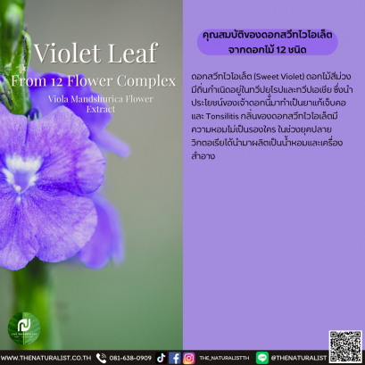 ดอกสวีทไวโอเล็ต - Violet Leaf