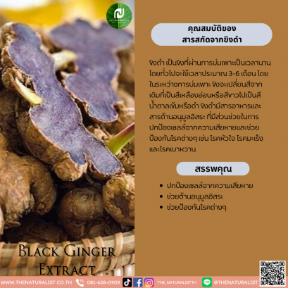 สารสกัดจากขิงดำ - Black Ginger Extract