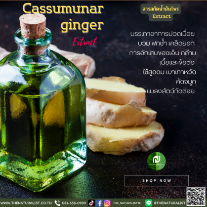 น้ำมันไพล - Phai ,Cassumunar ginger, Bengal root