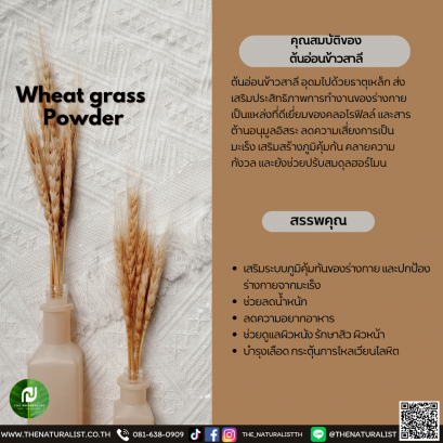 ต้นอ่อนข้าวสาลี - Wheat grass Powder