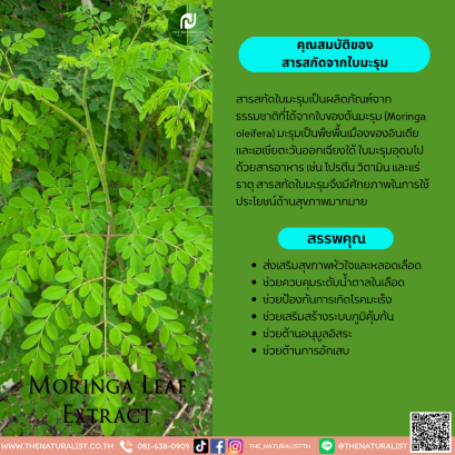 สารสกัดจากใบมะรุม - Moringa Leaf Extract
