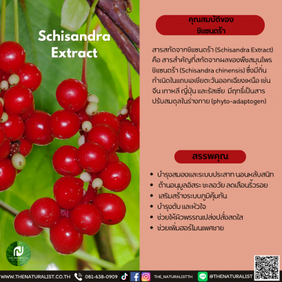 ชิแซนดร้า - Schisandra  Extract