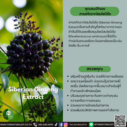 สารสกัดจากโสมไซบีเรีย - Siberian Ginseng Extract