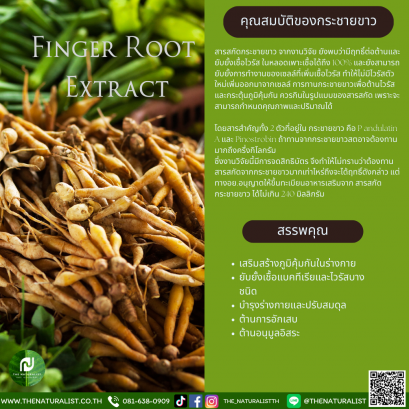 กระชายขาว - Finger Root  Extract