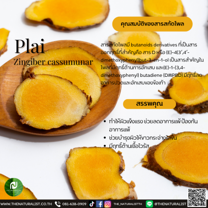 สารสกัดไพล - Plai Extract