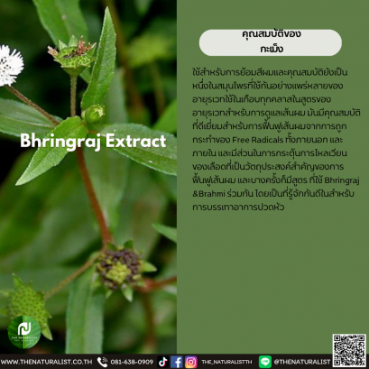 กะเม็ง - Bhringraj Extract / Ecliptae Prostratae Extract