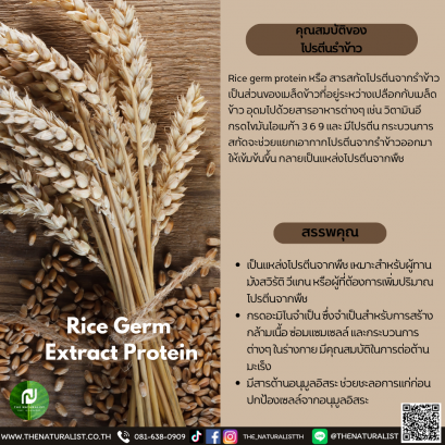 โปรตีนรำข้าว 80% - Rice Germ  Extract Protein 80%