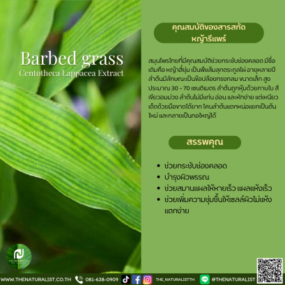 สารสกัดหญ้ารีแพร์ - Barbed Grass
