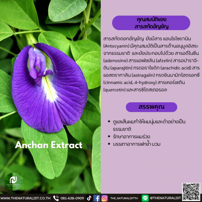 สารสกัดอัญชัน - Anchan Extract / Butterfly Pea Extract