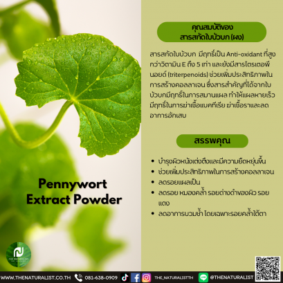 สารสกัดใบบัวบก (ผง) - Pennywort  Extract Powder