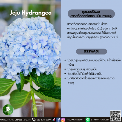 สารสกัดดอกไฮเดรนเยีย เกาะเจจู - Jeju Hydrangea