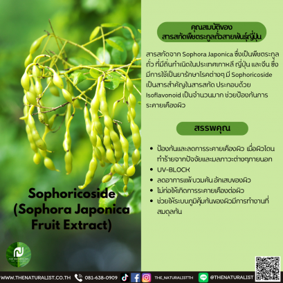 สารสกัดตระกูลถั่วญี่ปุ่น -  Sophora Japonica  Fruit Extract