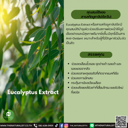 สารสกัดยูคาลิปตัส (ใบ) - Eucalyptus Extract