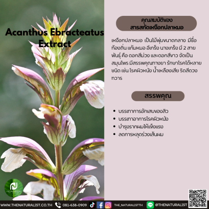 สารสกัดเหงือกปลาหมอ - Acanthus Ebracteatus Extract