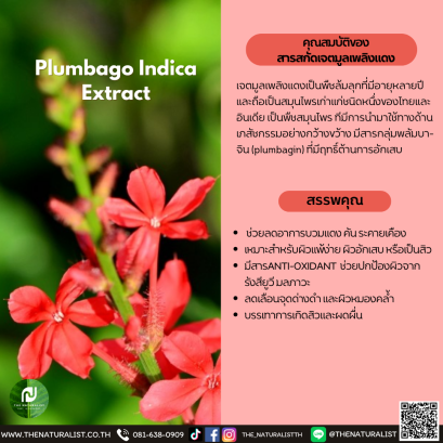 สารสกัดเจตมูลเพลิงแดง - Plumbago Indica Extract