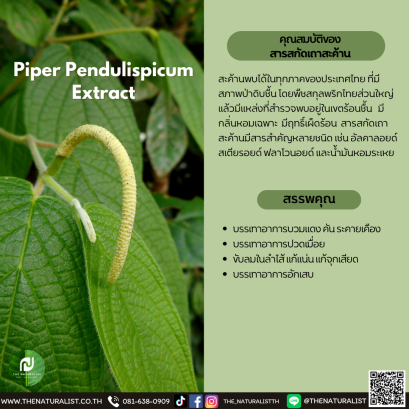 สารสกัดเถาสะค้าน - Piper Pendulispicum Extract