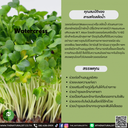 สารสกัดสลัดน้ำ - Watercress