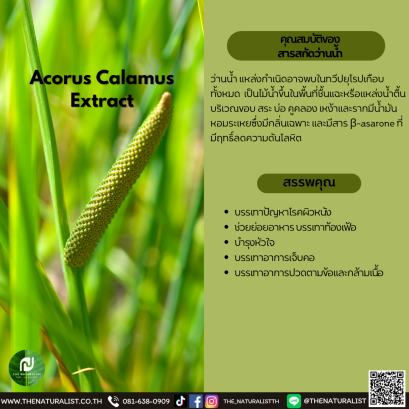 สารสกัดว่านน้ำ - Acorus Calamus Extract