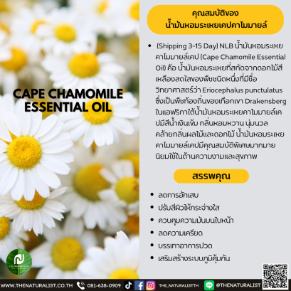 น้ำมันหอมระเหยเคปคาโมมายล์ - CAPE CHAMOMILE ESSENTIAL OIL