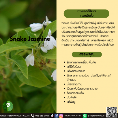 ทองพันชั่ง - Snake Jasmine / Thongphanchang Extract