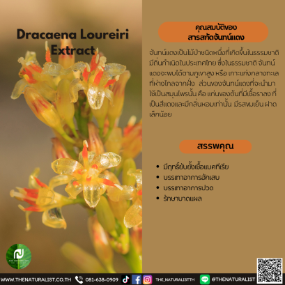 สารสกัดจันทน์แดง - Dracaena Loureiri Extract