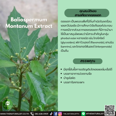 สารสกัดรากตองแตก - Baliospermum Montanum Extract