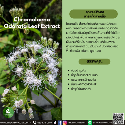 สารสกัดสาบเสือ - Chromolaena Odorata Leaf Extract