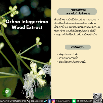 สารสกัดกำลังช้างสาร - Ochna Integerrima Wood Extract