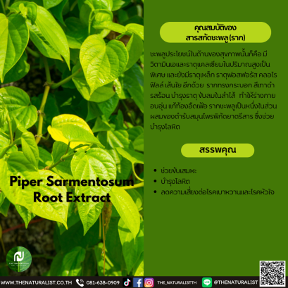 สารสกัดชะพลู (ราก) - Piper Sarmentosum Root Extract