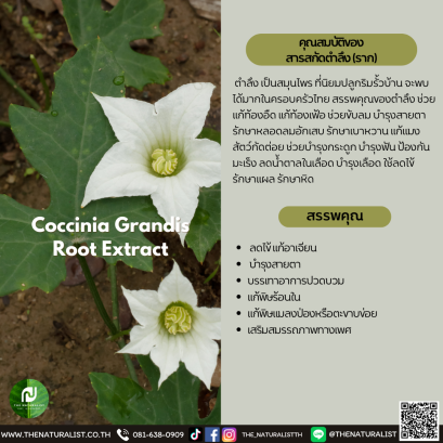 สารสกัดตำลึง (ราก) - Coccinia Grandis  Root Extract