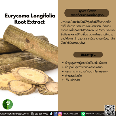 สารสกัดปลาไหลเผือก (ราก) - Eurycoma Longifolia Root Extract
