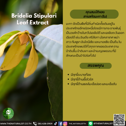 สารสกัดมะกา (ใบ) - Bridelia Stipulari Leaf Extract