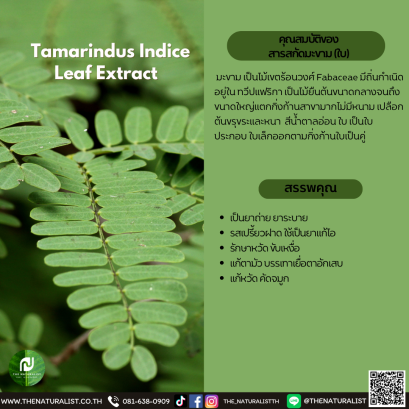 สารสกัดมะขาม (ใบ) - Tamarindus Indice Leaf Extract