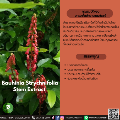 สารสกัดย่านางแดง (เถา) - Bauhinia Strychnifolia Stem Extract