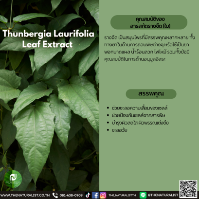 สารสกัดรางจืด (ใบ) - Thunbergia Laurifolia Leaf Extract