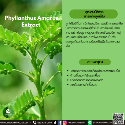 สารสกัดลูกใต้ใบ - Phyllanthus Amarus Extract