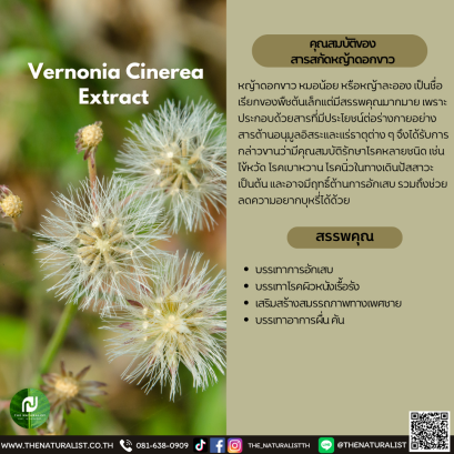 สารสกัดหญ้าดอกขาว - Vernonia Cinerea Extract