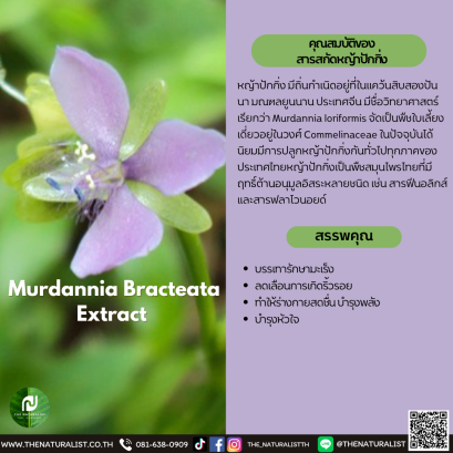 สารสกัดหญ้าปักกิ่ง - Murdannia Bracteata Extract