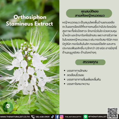 สารสกัดหญ้าหนวดแมว - Orthosiphon Stamineus Extract