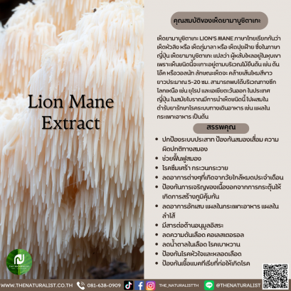 สารสกัดจากเห็ดยามาบูชิตาเกะ - Lion Mane Extract