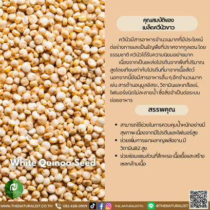 เมล็ดควีนัวสีขาว - White Quinoa Seed