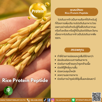 โปรตีนจากข้าว - Rice Protein Peptide