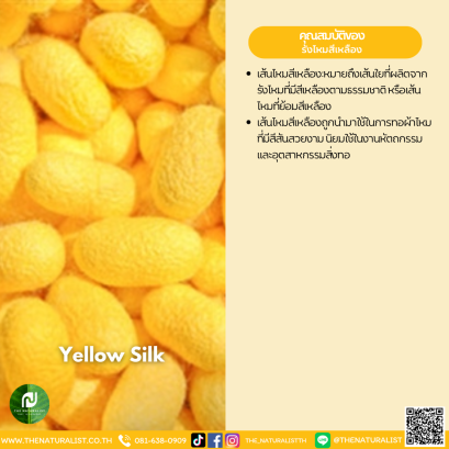 รังไหมสีเหลือง - Yellow Silk