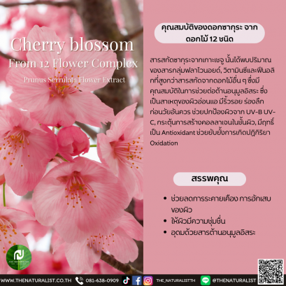 ดอกซากุระ - Cherry blossom