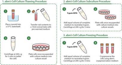 SARS-CoV-2 Spike Glycoprotein S2 SF9 Cell Line