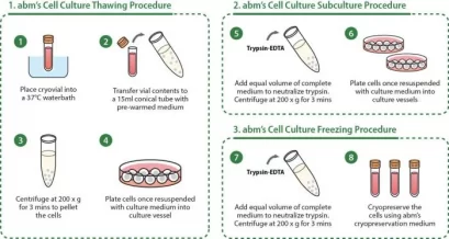 SARS-CoV-2 Spike Glycoprotein S1 SF9 Cell Line