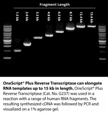 OneScriptPlus cDNA Synthesis Kit,100 x 20 ul reactions