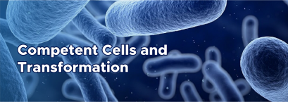 ทำความรู้จักกับเซลล์คอมพิเทนท์ (Competent Cells) 