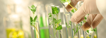 อาหารที่เหมาะกับเนื้อเยื่อพืช