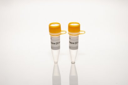 dNTP Mixture , 10 mM each